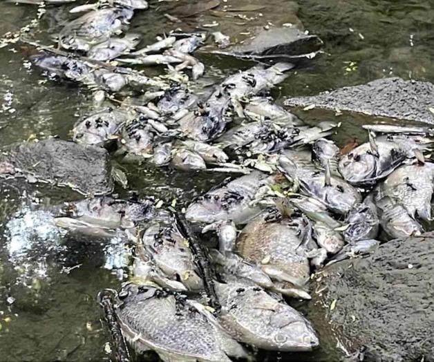 Hallan peces muertos en El Capitán a pesar de informe oficial