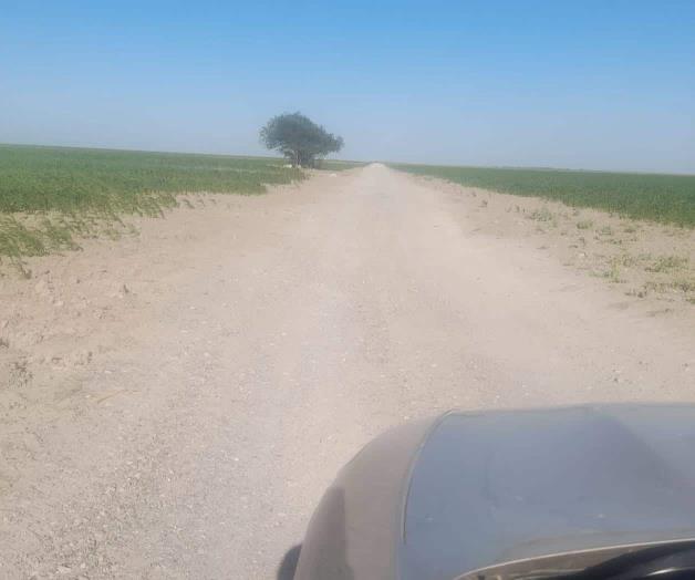 Inicia recolección de sorgo en zona ejidal Inicia recolección de sorgo en zona ejidal