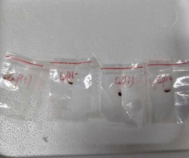 Arresta EU a científica china por contrabando de material biológico