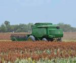 Sorgo, en riesgo por altas temperaturas