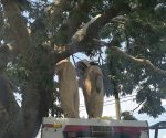 Abejas africanizadas atacan a un grupo de personas en Juchitán