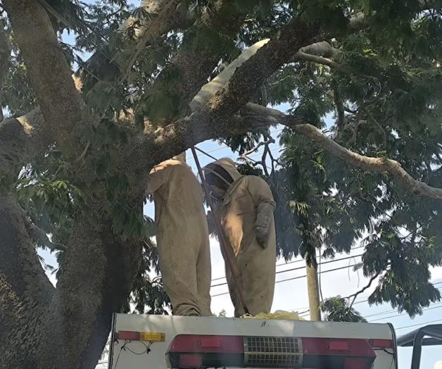 Abejas africanizadas atacan a un grupo de personas en Juchitán Abejas africanizadas atacan a un grupo de personas en Juchitán