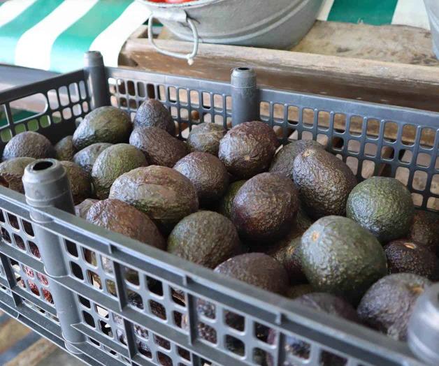 Se mantiene elevado el precio del aguacate Se mantiene elevado el precio del aguacate
