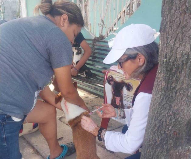 Previenen rabia en sus mascotas