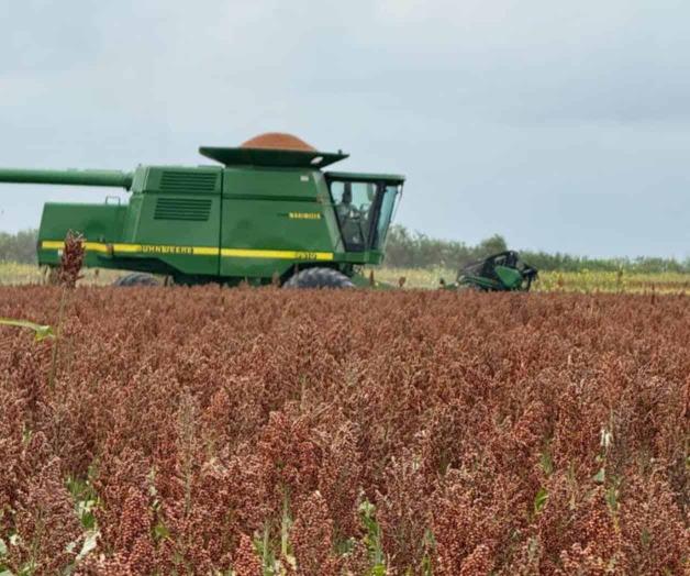Avanza trilla  en la regi&oacute;n