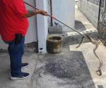 Avistan una víbora en la cochera de vivienda