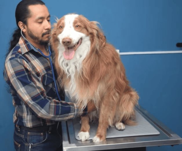 Gusano barrenador puede afectar a tu mascota