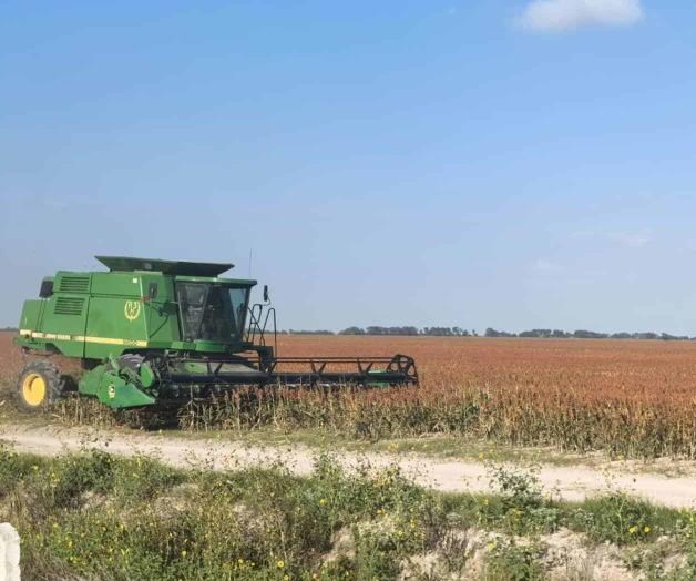 Avanzan trillas al 60 por ciento Avanzan trillas al 60 por ciento