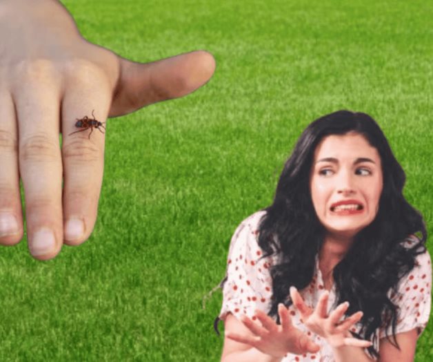 Chinche de fuego en casa; ¿qué tan peligrosa es y cómo evitarla? Chinche de fuego en casa; ¿qué tan peligrosa es y cómo evitarla?