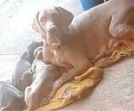 VENDO CACHORROS WEIMARANER, 