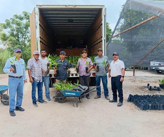 Entrega CONAFOR otros 1,200 arbolitos Entrega CONAFOR otros 1,200 arbolitos