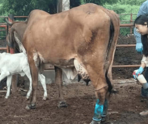 EU lanza plan de 5 pasos para combatir el gusano barrenador