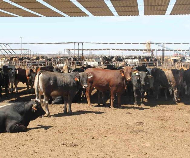 Construir&aacute;n planta de moscas est&eacute;riles