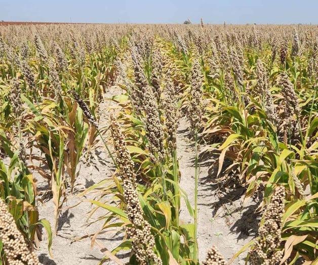 Siembran sorgo blanco