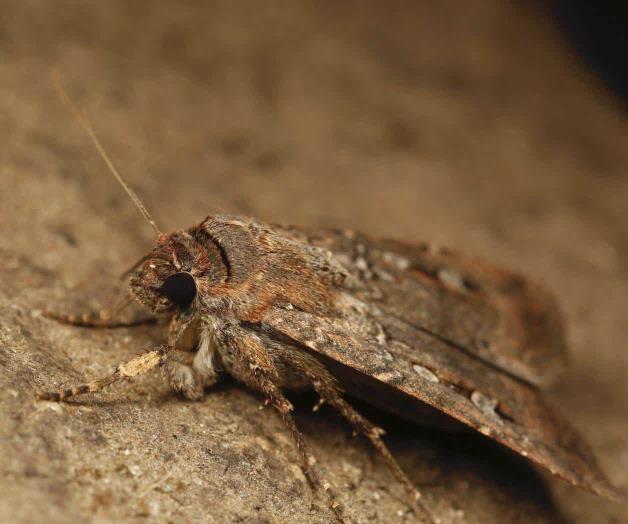 Polilla australiana usa estrellas como br&uacute;jula