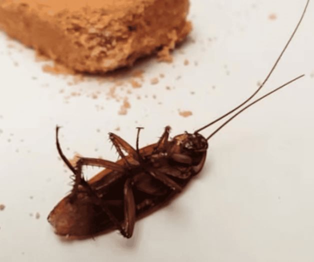 Así puedes eliminar las cucarachas con ingredientes de cocina Así puedes eliminar las cucarachas con ingredientes de cocina