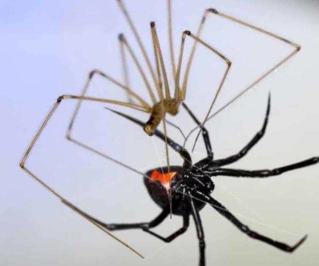 Llaman a cuidar las arañas