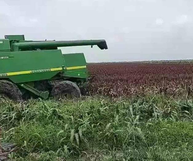 Producci&oacute;n, en  peligro por lluvia