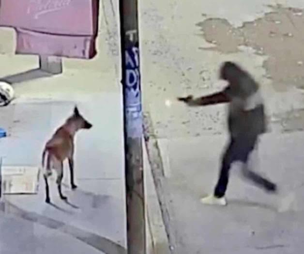 Polic&iacute;a de investigaci&oacute;n arrestado por matar a perro en Ecatepec