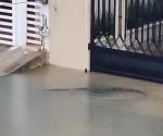 Vecinos de Madero despiertan con cocodrilos afuera de casa