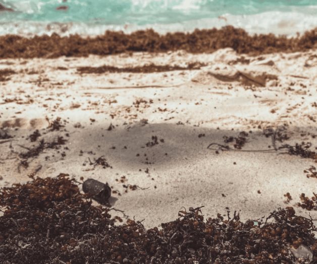 Isla Mujeres en Quintana Roo es el refugio del Caribe sin sargazo