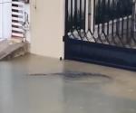 Generan las lluvias visitas de cocodrilos