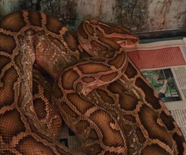 Aparecen con la lluvia animales ponzo&ntilde;osos