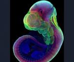 Investigación sobre vida extrauterina y desarrollo embrionario