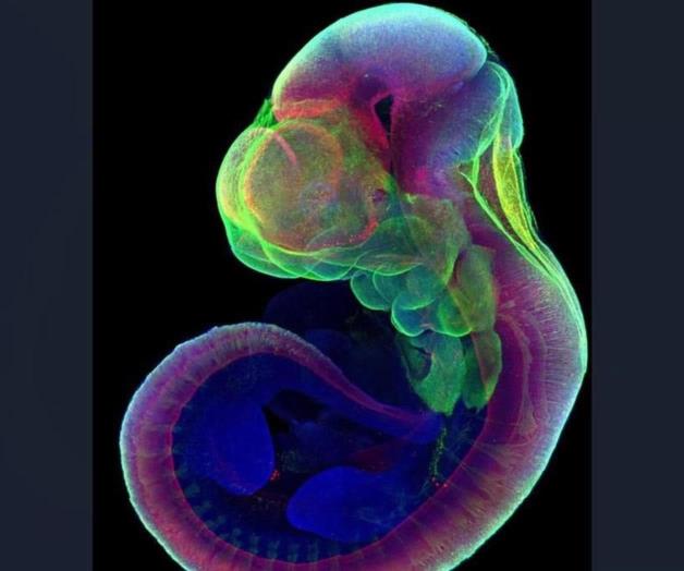 Investigación sobre vida extrauterina y desarrollo embrionario Investigación sobre vida extrauterina y desarrollo embrionario