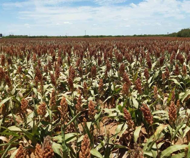 Pugnan productores por un precio justo al sorgo