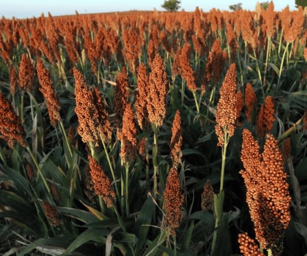Futuro difícil para el agro Futuro difícil para el agro