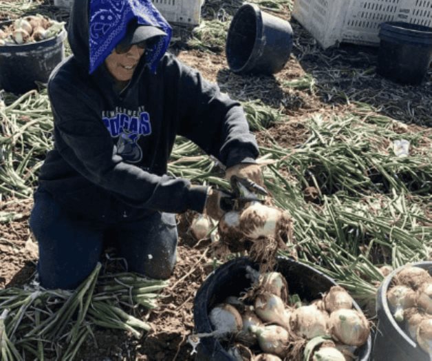 Temen a las redadas y abandonan cultivos