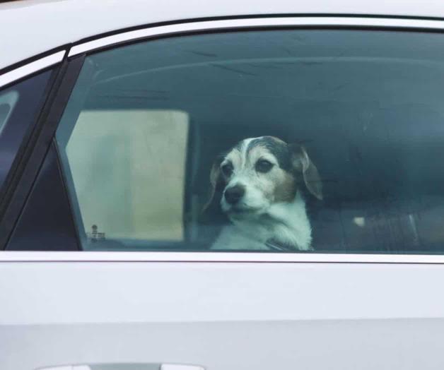Alzan la voz por los que no tienen