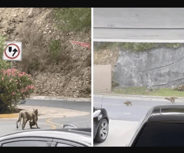 Puma captado en Monterrey deambulando entre calles