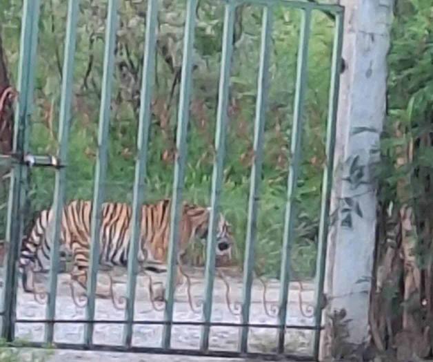 Hallan ahora a tigre en Salinas Victoria Hallan ahora a tigre en Salinas Victoria