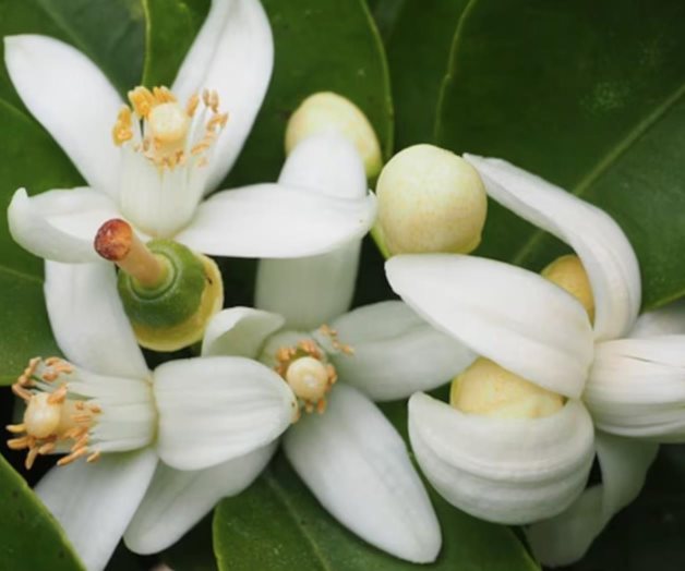 Qué es la flor de azahar y para qué sirve Qué es la flor de azahar y para qué sirve