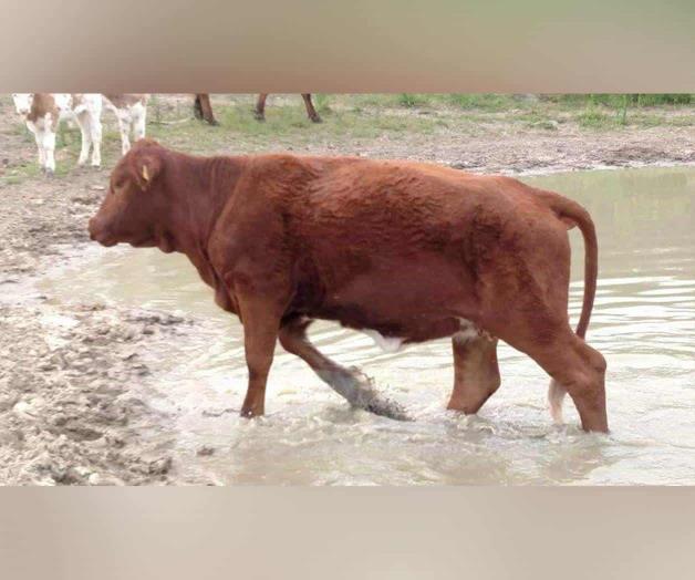 Festejan las lluvias