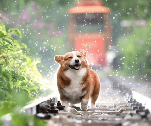 En lluvia: ¿cómo evitar el mal olor en un perro tras los paseos? En lluvia: ¿cómo evitar el mal olor en un perro tras los paseos?