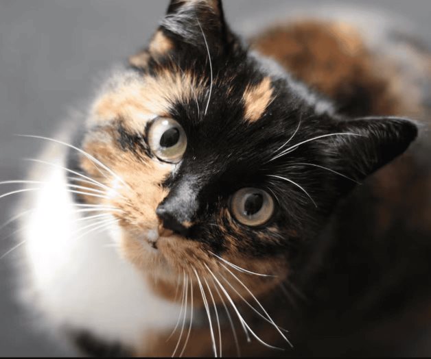 ¿Cómo quitar el olor de orina de gato en casa?; conoce algunos tips ¿Cómo quitar el olor de orina de gato en casa?; conoce algunos tips