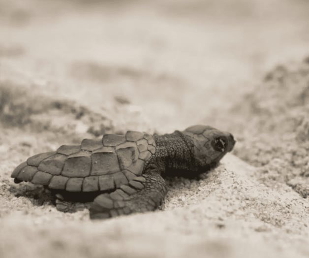 Liberan a las primeras cr&iacute;as de tortuga en Yucat&aacute;n