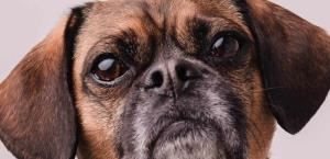 ¿Envejecimiento o signos de alerta en tu perro?