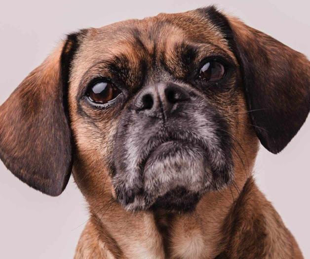 ¿Envejecimiento o signos de alerta en tu perro? ¿Envejecimiento o signos de alerta en tu perro?