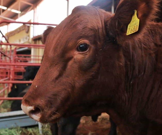 Anuncia EU reapertura gradual de frontera para ganado