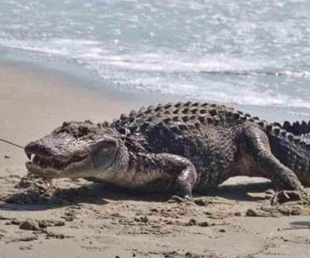 Alertan por cocodrilos en la playa Alertan por cocodrilos en la playa