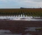 Beneficia ´Barry´ a campo tamaulipeco