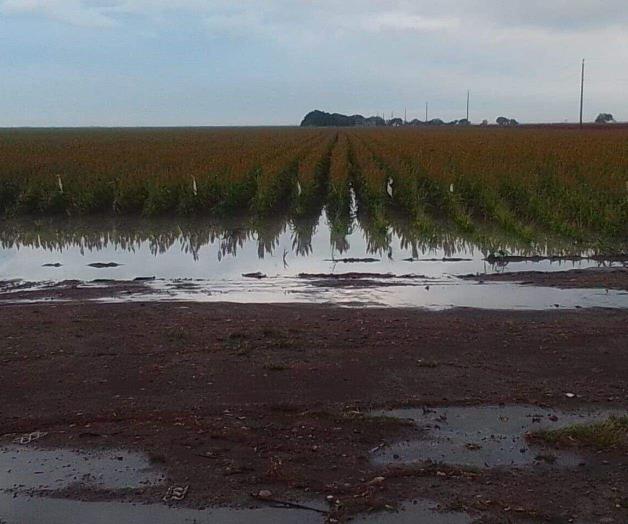 Beneficia ´Barry´ a campo tamaulipeco Beneficia ´Barry´ a campo tamaulipeco