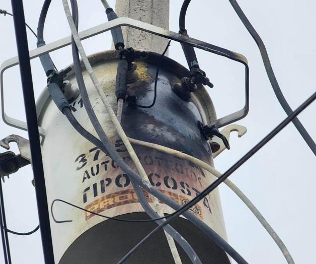 Ave impacta y daña a un transformador Ave impacta y daña a un transformador