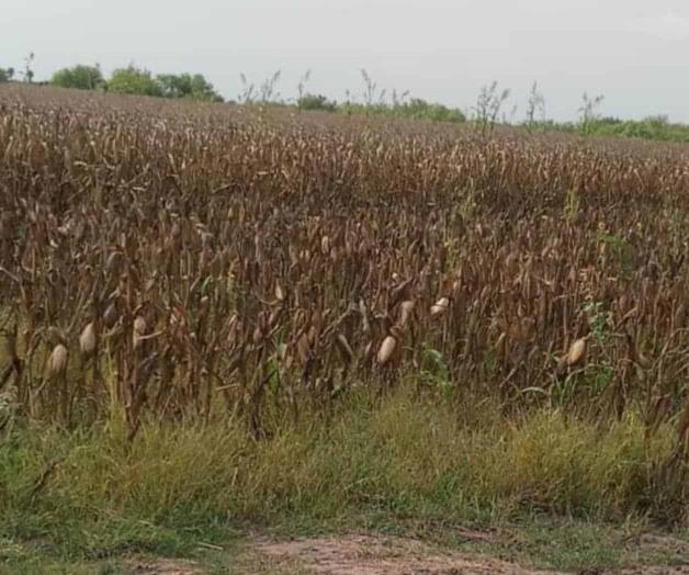 Atacan gusano elotero y araña roja a cultivos Atacan gusano elotero y araña roja a cultivos