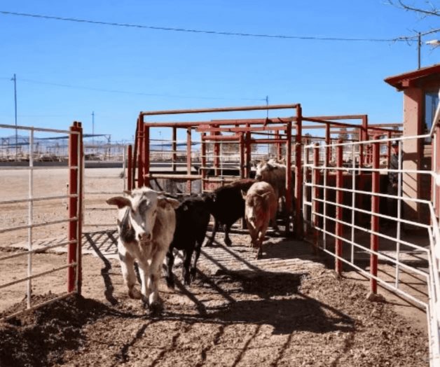 Unión Ganadera de Sonora celebra reapertura de frontera con EU Unión Ganadera de Sonora celebra reapertura de frontera con EU