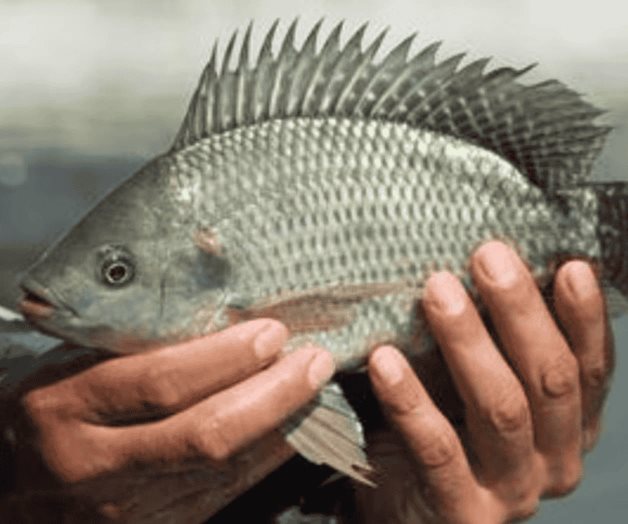 M&eacute;xico va por la autosuficiencia de tilapia